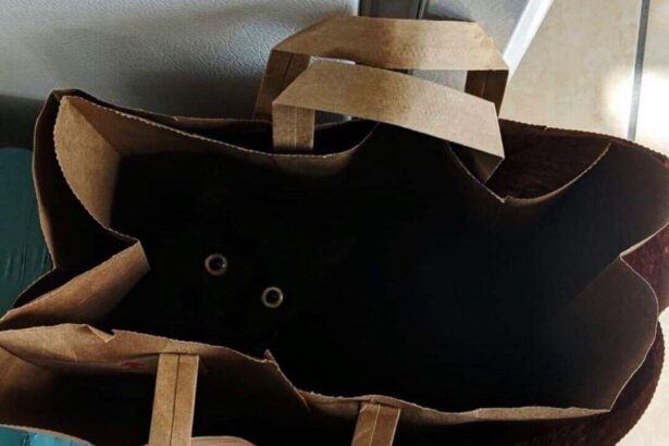 Pawtounes - Chats - Chatons - Animaux - Mignons - Marrants : Found it: a feline ninja in stealth mode! 🥷🐾 #Pawtounes #Chat #Cats #NinjaCat #SneakyPeeky