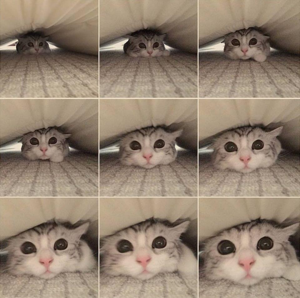Pawtounes - Chats - Chatons - Animaux - Mignons - Marrants : Evolution of a perfect hiding place 😺🙈 #Cute #Peekaboo #Pawtounes #Chat #Cats