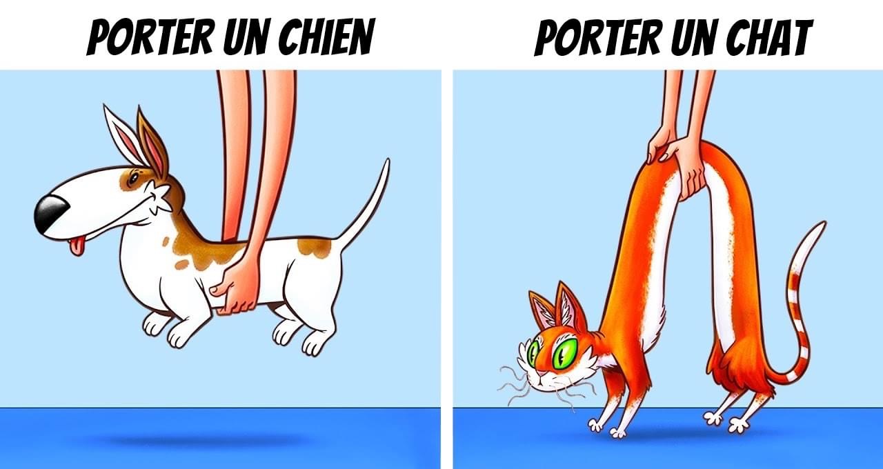 Pawtounes - Chats - Chatons - Animaux - Mignons - Marrants : Dogs vs. cats: who carries affection better? 😼🐶 Share your feline moments! #Compagnon #Mignon #AmourDesAnimaux #Pawtounes #Chat #Cats