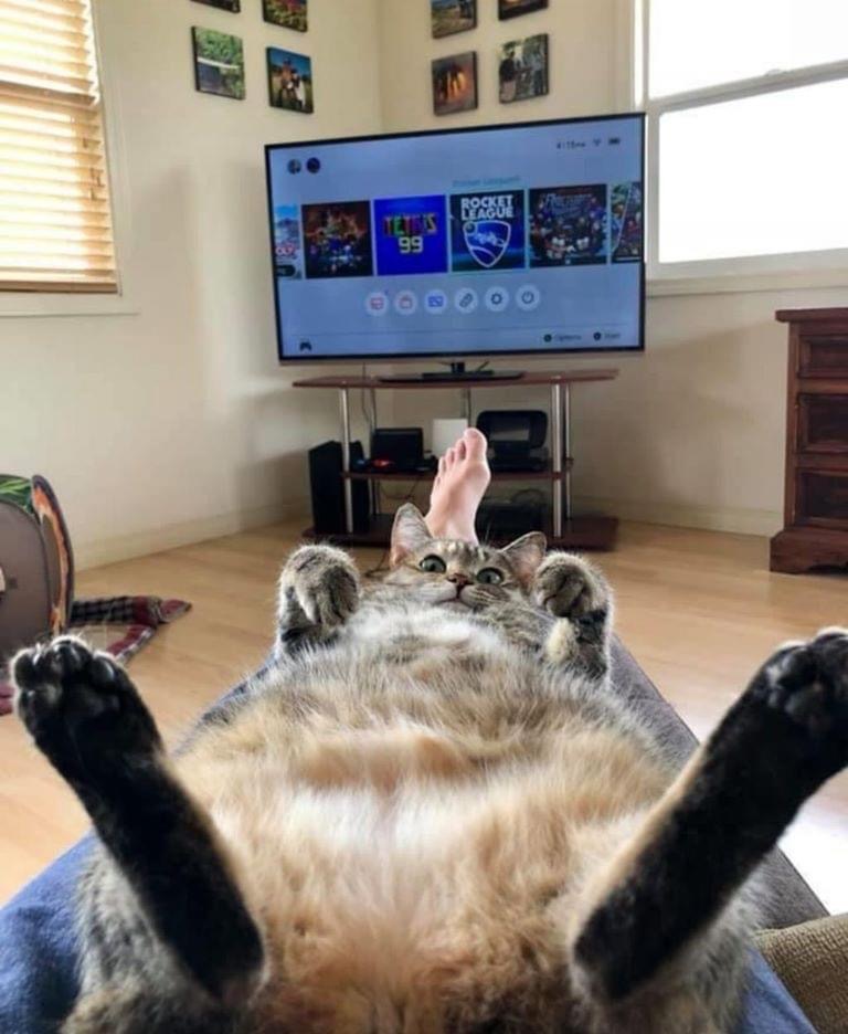 Détente purrr-fecte devant la télé 😺📺 #Pawtounes #Chat #Cats #Relaxation #Mignon
