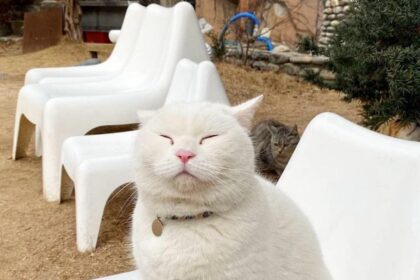 Pure zen felin 😌🧘‍♂️! Prêt pour une pause câline? #ZenCat #Relaxation #CuteCats #Pawtounes #Chat #Cats