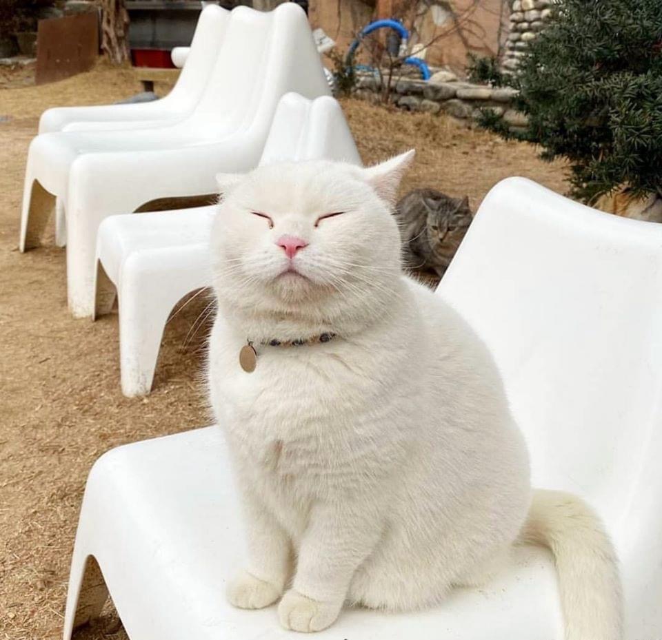 Pure zen felin 😌🧘‍♂️! Prêt pour une pause câline? #ZenCat #Relaxation #CuteCats #Pawtounes #Chat #Cats