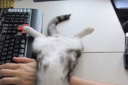 Travail interrompu par des ronrons 🐾😻 #MonAssistant #Pawtounes #Chat #Cats #BureauDeRêve