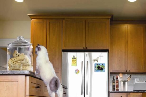 Pawtounes - Chats - Chatons - Animaux - Mignons - Marrants : Unusual complicity in the kitchen! 🐾🍪 #TeamWork #AnimauxMalins #Pawtounes #Chat #Cats