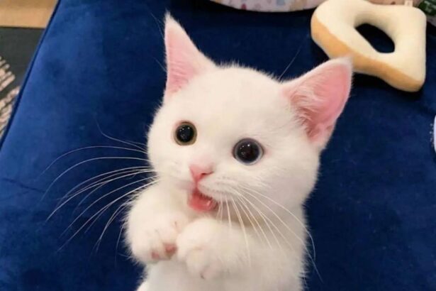 Pawtounes - Chats - Chatons - Animaux - Mignons - Marrants : Adorable expert level! 😻 Ready for cuddles and games. #Mignon #Pawtounes #Chat #Cats #CuteOverload