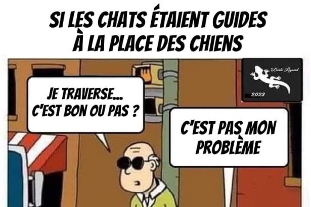 Pawtounes - Chats - Chatons - Animaux - Mignons - Marrants : Imagine guide cats? A world of nonchalance! 😸🚦 #Pawtounes #Chat #Cats #Humor #BD