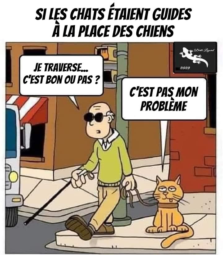 Pawtounes - Chats - Chatons - Animaux - Mignons - Marrants : Imagine guide cats? A world of nonchalance! 😸🚦 #Pawtounes #Chat #Cats #Humor #BD
