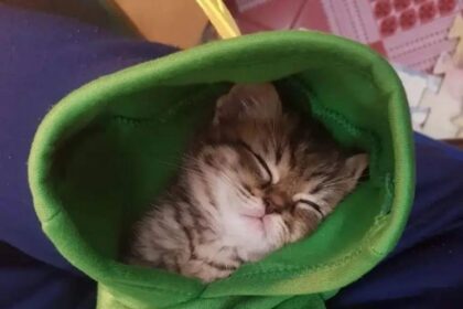 Douce sieste dans un monde de douceur 🐾💤 #Mignon #Pawtounes #Chat #Cats #Dormir