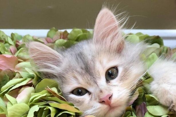 Pawtounes - Chats - Chatons - Animaux - Mignons - Marrants : Feline delicacy among the petals 🌸🐾 #Cute #Nature #Flowers #Pawtounes #Cat #Cats