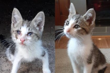 Avant et après: un combat de vie gagné! 🐾♥️🎉 #Transformation #Sauvetage #Adoption #Pawtounes #Chat #Cats