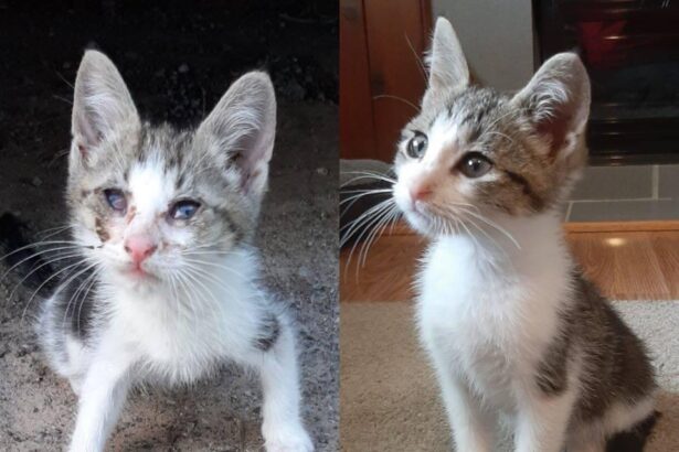 Pawtounes - Chats - Chatons - Animaux - Mignons - Marrants : Before and after: a life battle won! 🐾♥️🎉 #Transformation #Save #Adoption #Pawtounes #Chat #Cats