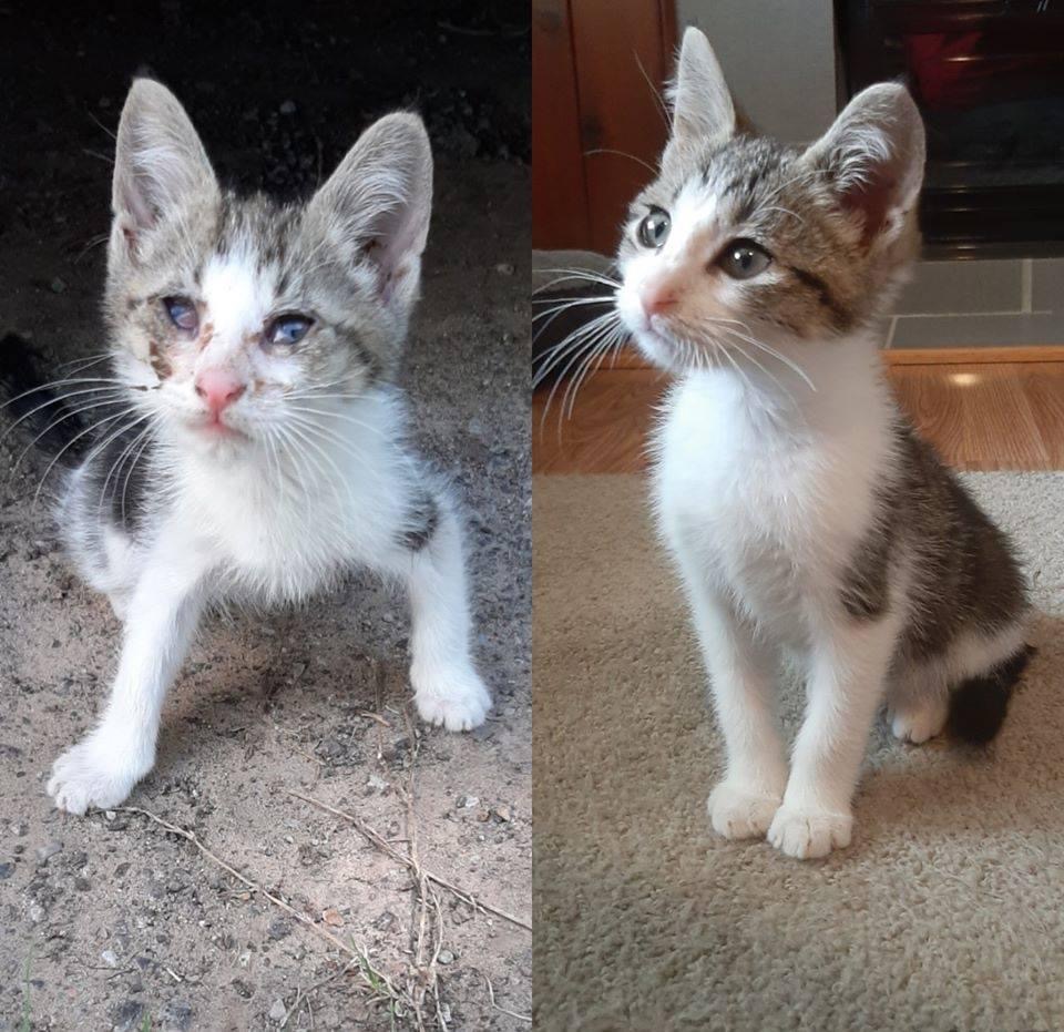 Pawtounes - Chats - Chatons - Animaux - Mignons - Marrants : Before and after: a life battle won! 🐾♥️🎉 #Transformation #Save #Adoption #Pawtounes #Chat #Cats