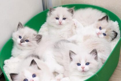 Quintuplet félin alerte: 🐾 douceur multipliée! #Adorable #Mignonnerie #Chatons #Pawtounes #Chat #Cats