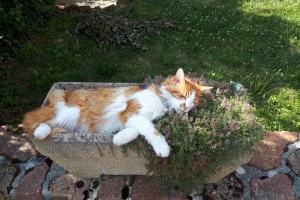 Pawtounes - Chats - Chatons - Animaux - Mignons - Marrants : New definition of feline comfort 🐱💤 At the top of zenitude ☘️ #Pawtounes #Chat #Cats #Détente #Nature