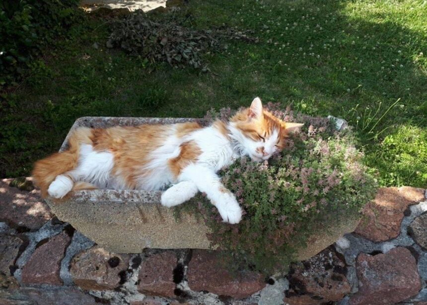 Nouvelle définition du confort félin ?? Au top de la zenitude ☘️ #Pawtounes #Chat #Cats #Détente #Nature