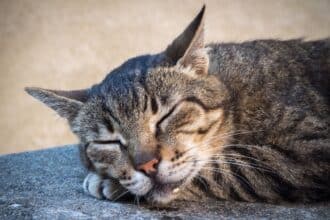 Pawtounes - Chats - Chatons - Animaux - Mignons - Marrants : Why my cat drools: understanding and taking effective action