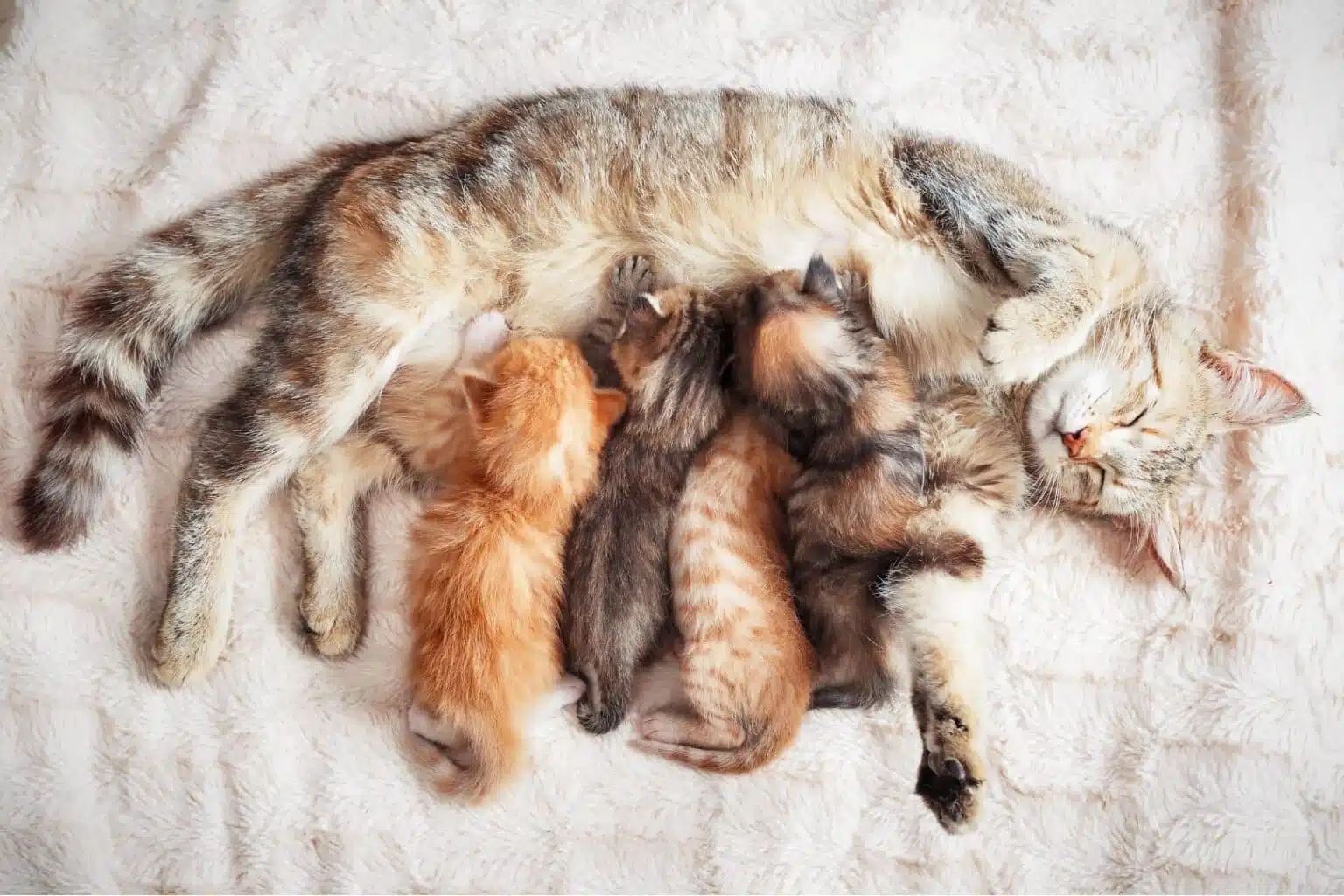 Pawtounes - Chats - Chatons - Animaux - Mignons - Marrants : How to introduce a new kitten to your feline family: The 2024 Guide
