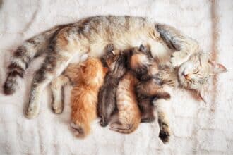 Pawtounes - Chats - Chatons - Animaux - Mignons - Marrants : How to introduce a new kitten to your feline family: The 2024 Guide