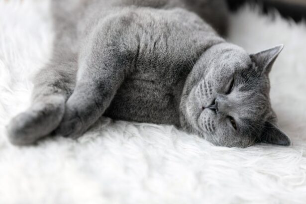 Pawtounes - Chats - Chatons - Animaux - Mignons - Marrants : Why is my cat constantly asleep and won't come out? Complete guide