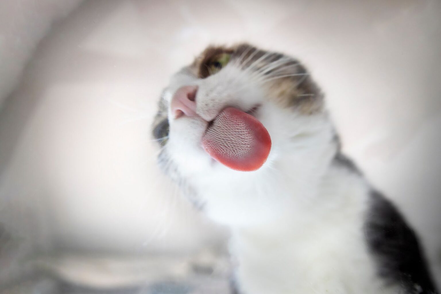Pawtounes - Chats - Chatons - Animaux - Mignons - Marrants : Why does your cat lick you? Discover the truth!