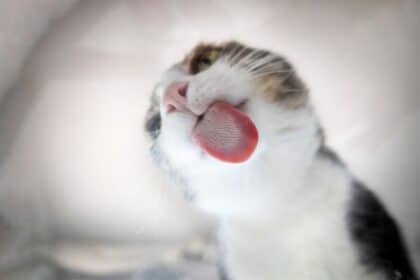 Pawtounes | Pourquoi votre chat vous lèche-t-il ? Découvrez la vérité ! - chat, léchage, affection chez le chat, comportement du chat, toilettage, allogrooming, phéromones chez le chat, marqueur de territoire, stress chez le chat, symptômes de stress chez le chat, problème de santé du chat, anxiété chez le chat, trouble obsessionnel compulsif chez le chat, maladies du chat, consultation vétérinaire, comportementaliste félin, renfort de lien avec le chat, comprendre son chat, caractère du chat.