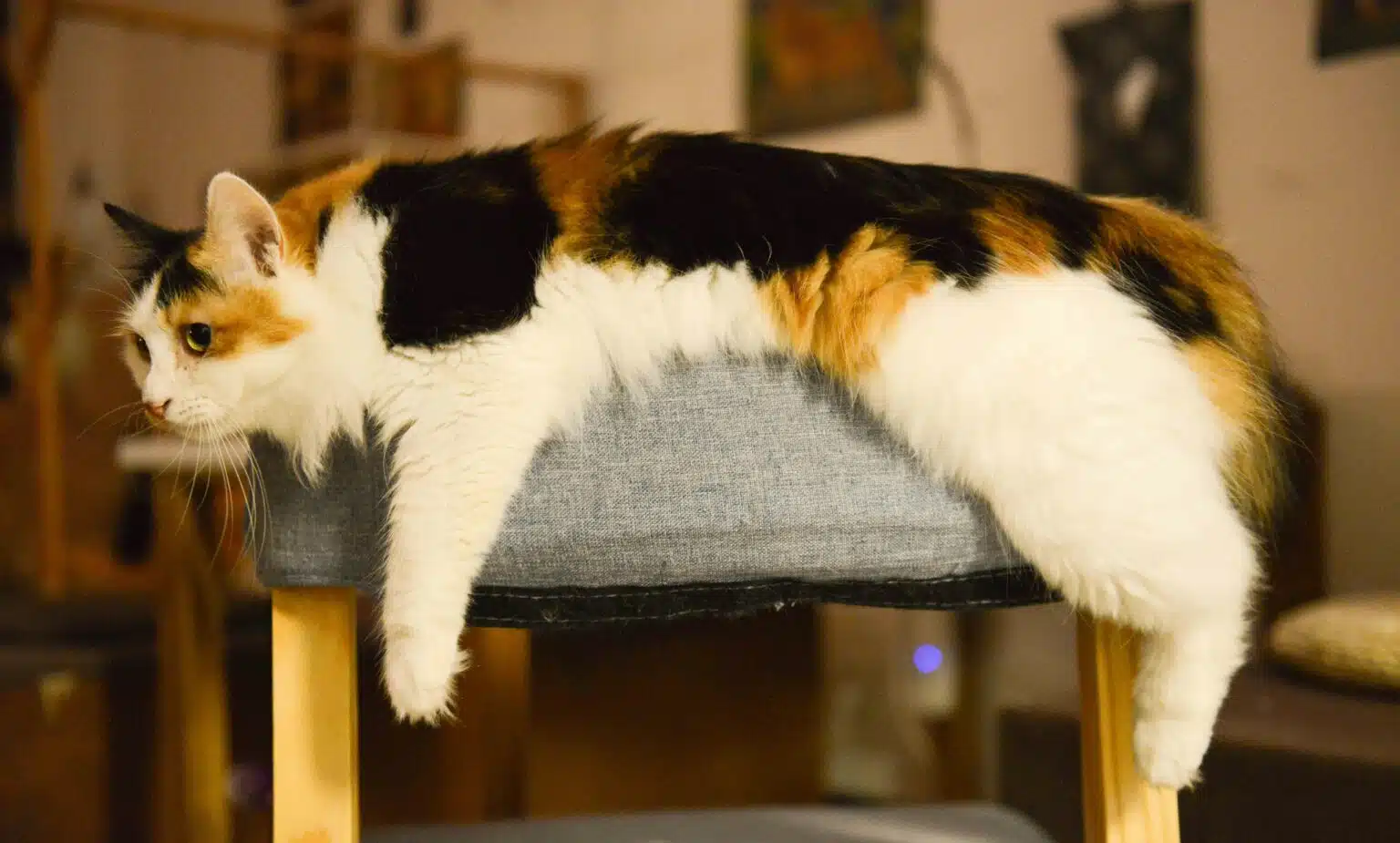 Pawtounes - Chats - Chatons - Animaux - Mignons - Marrants : Tout savoir sur le chat Isabelle: Guide pour les amateurs félins