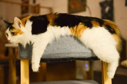 Pawtounes - Chats - Chatons - Animaux - Mignons - Marrants : Tout savoir sur le chat Isabelle: Guide pour les amateurs félins