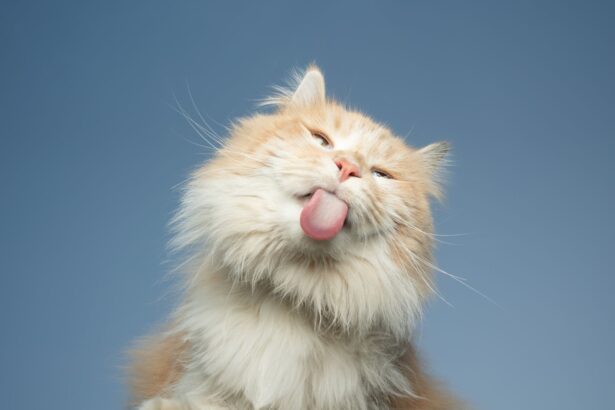 Pawtounes - Chats - Chatons - Animaux - Mignons - Marrants : Why does my cat lick me? Mystery solved