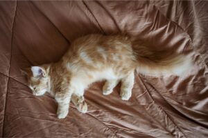 chat munchkin - Photo d'un chat Munchkin doré endormi paisiblement sur une couverture marron. Le chat, montrant son pelage long et sa queue touffue, est étendu de tout son long, révélant ses petites pattes distinctives. L'ensemble crée une scène sereine et apaisante, mettant en évidence la nature douce et tranquille du chat.