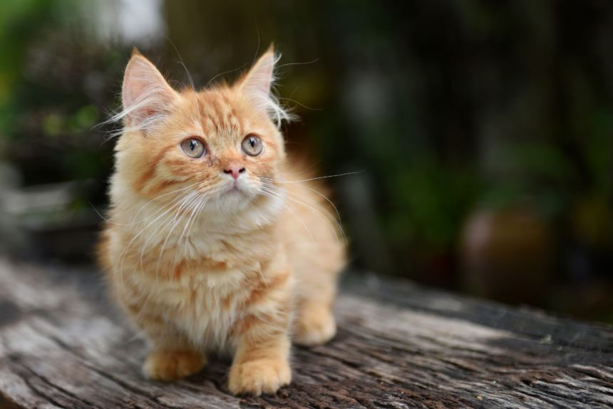 Pawtounes - Chats - Chatons - Animaux - Mignons - Marrants : Guide Complet 2024: Discover the Munchkin Cat, Favorite Cat Breed of the Year