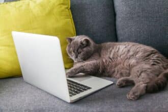 Pawtounes - Chats - Chatons - Animaux - Mignons - Marrants : 500 name ideas for female cats in 2025