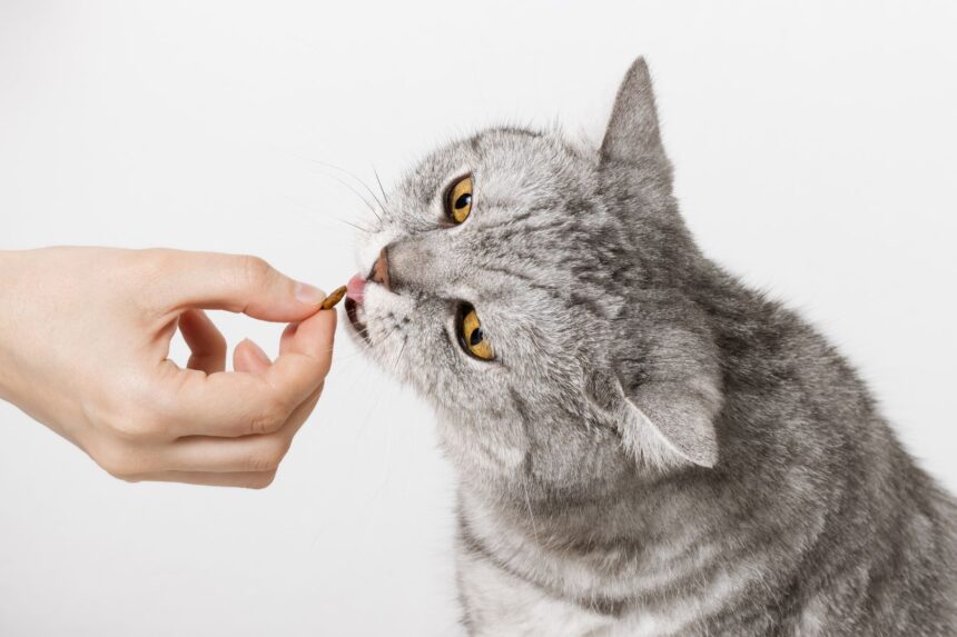 Pawtounes - Chats - Chatons - Animaux - Mignons - Marrants : Understand: Why does a cat that stops eating risk death?