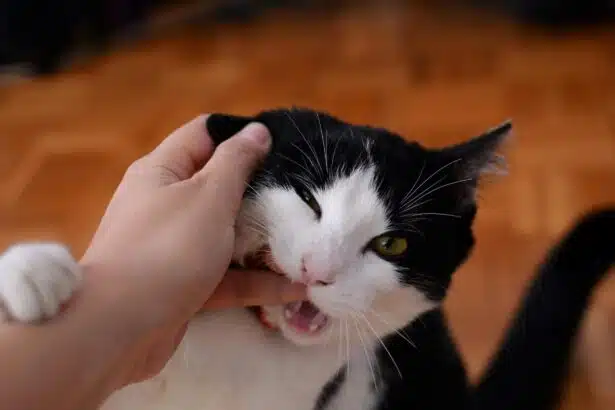 Pawtounes - Chats - Chatons - Animaux - Mignons - Marrants : Pourquoi votre chat mord-il votre main ? Réponses et solutions