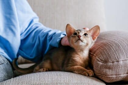 Pawtounes | Les Secrets du Ronronnement des Chats Décryptés - chat, ronronnement, santé du chat, communication animale, mécanisme du ronronnement, comportement du chat, vibrations du ronronnement, causes du ronronnement, ronronnement thérapeutique, ronronnement et stress, guérison du ronronnement, ronronnement et apaisement, langue des chats, ronronnement et émotions, mystère des chats.