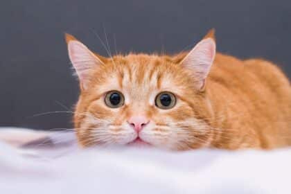 Pawtounes | Pourquoi Votre Chat Vous Suit Partout : Mystère Félin Expliqué - chat, comportement chat, affection chat, chat suit propriétaire, chat solitaire, chat social, comportement félin, territoire chat, sécurité chat, interaction chat, amour chat, chat stressé, bien-être chat, nourrir son chat, lien chat propriétaire, attachement chat, chat suivant