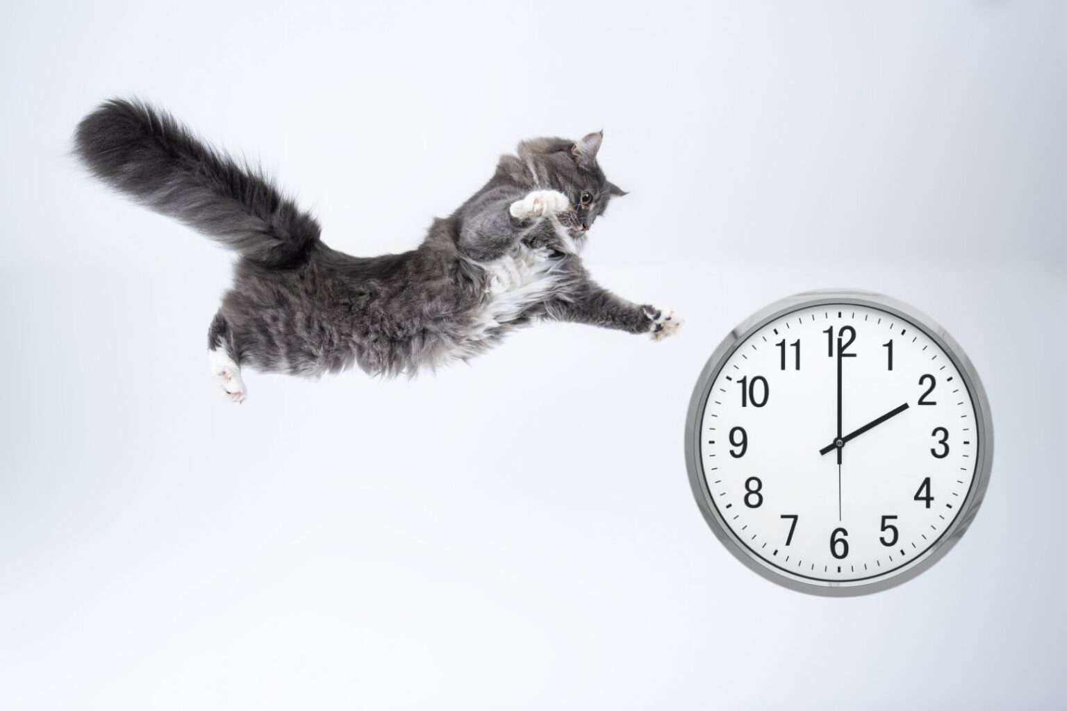 Pawtounes - Chats - Chatons - Animaux - Mignons - Marrants : Cat longevity: How long does a cat live?