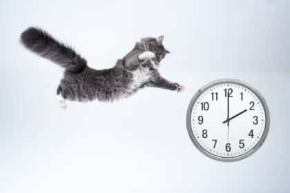 Pawtounes | Longévité des chats : Combien de temps vit un chat ? - combien de temps vit un chat, longévité des chats, alimentation équilibrée pour chats, espérance de vie des chats, facteurs influençant la longévité des chats, environnement des chats, prévention des maladies chez les chats, vaccination des chats, stérilisation des chats, chats d'intérieur contre chats d'extérieur, mythes sur la longévité des chats, réalités sur la longévité des chats, génétique des chats, exercice physique pour chats, soins vétérinaires pour chats
