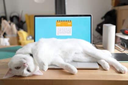 Pawtounes - Chats - Chatons - Animaux - Mignons - Marrants : Cats' lifespan: Everything you need to know