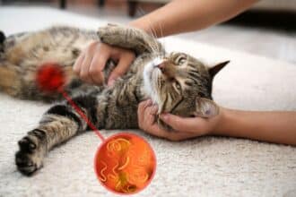 Pawtounes - Chats - Chatons - Animaux - Mignons - Marrants : Ultimate guide: How to protect your cat from worms?