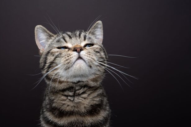 Pawtounes - Chats - Chatons - Animaux - Mignons - Marrants : Feline Perception: How does your cat see the world?