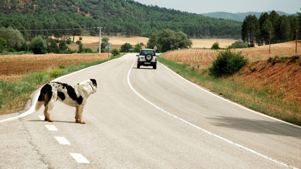 a dog standing on the side of a road - Chien abandonné sur la route pendant les vacances, voiture s'éloignant en arrière-plan