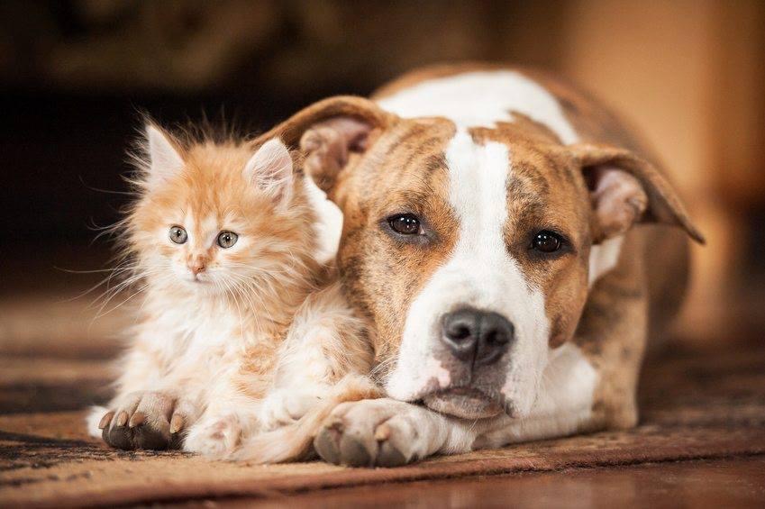 Pawtounes - Chats - Chatons - Animaux - Mignons - Marrants : Unique complicity between a kitten and his canine friend 🐾❤️ #Amitié #AnimauxMignons #Pawtounes #Chat #Cats