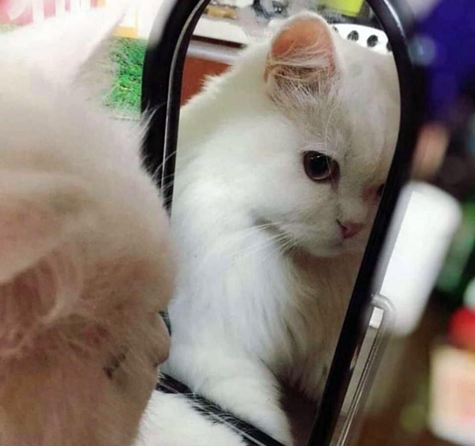 Pawtounes - Chats - Chatons - Animaux - Mignons - Marrants : Mirror, mirror, who's the cutest? 😺🪞 #Mignon #Reflet #Pawtounes #Chat #Cats