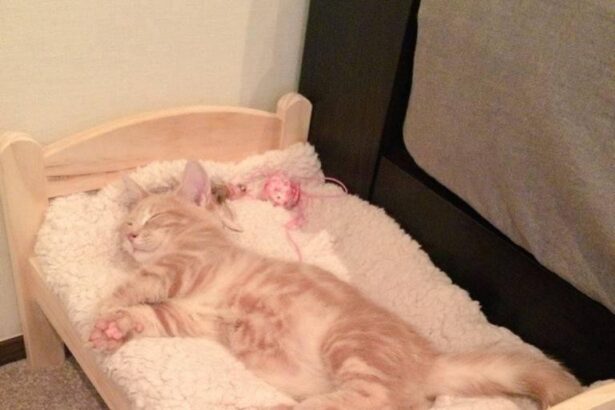 Rêves de chaton dans sa mini-lit 😴🐾 #Adorable #Mignon #Pawtounes #Chat #Cats #SweetDreams