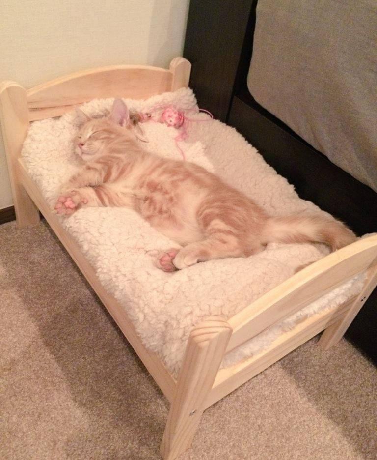 Pawtounes - Chats - Chatons - Animaux - Mignons - Marrants : Kitten dreams in her mini-bed 😴🐾 #Adorable #Cute #Pawtounes #Chat #Cats #SweetDreams