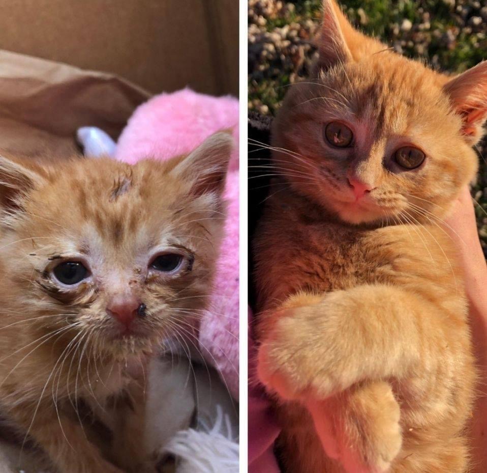 Avant et après: une transformation qui réchauffe le cœur ❤️🐾 #Sauvetage #Transformation #Mignon #Pawtounes #Chat #Cats