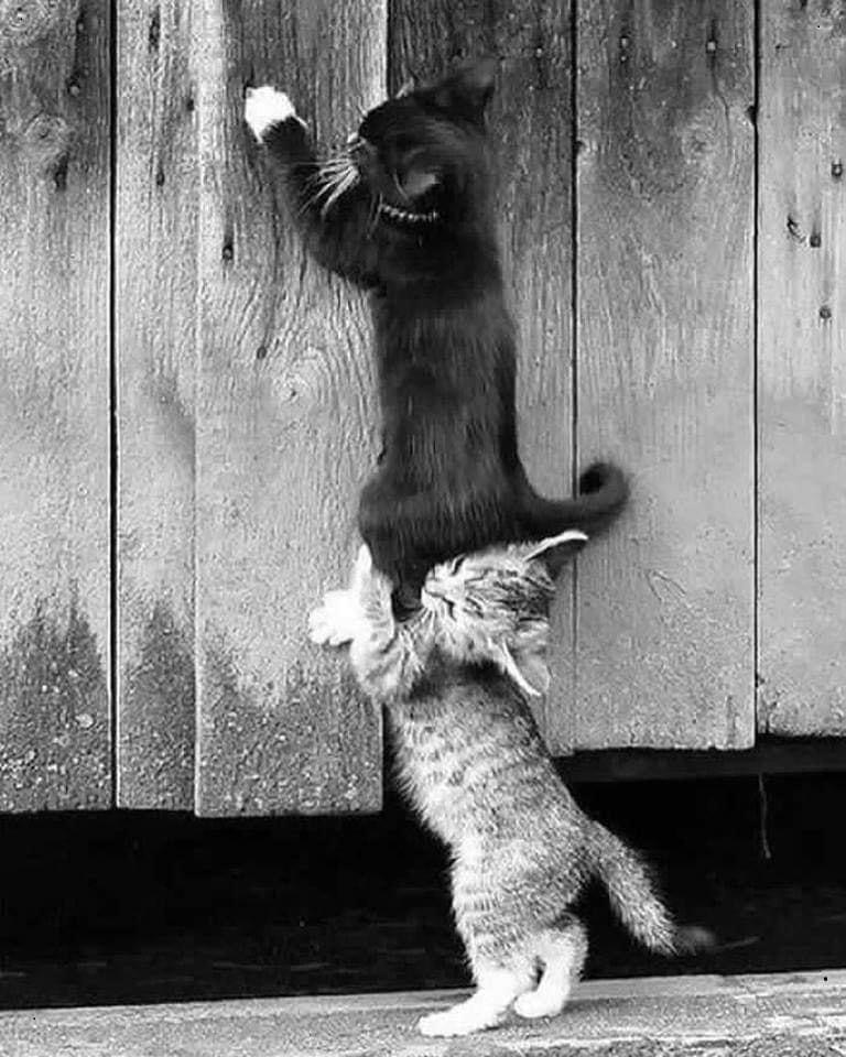 Pawtounes - Chats - Chatons - Animaux - Mignons - Marrants : Helping felines reach new heights! 🐾🤝 #Teamwork #CuteAnimals #Chat #Cats #Pawtounes