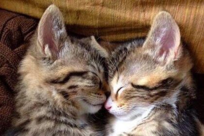 Douce sieste féline 🐾❤️ #Adorable #Mignon #AnimalLover #Pawtounes #Chat #Cats