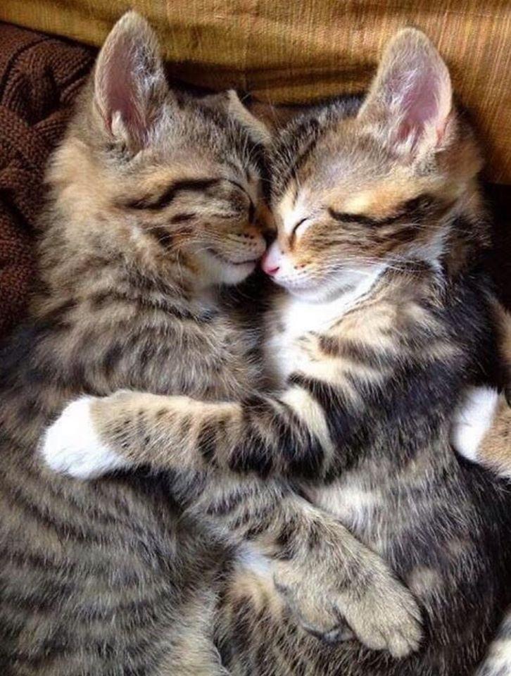 Pawtounes - Chats - Chatons - Animaux - Mignons - Marrants : Sweet feline nap 🐾❤️ #Adorable #Cute #AnimalLover #Pawtounes #Chat #Cats
