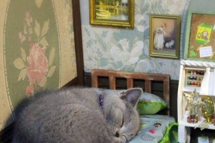 Sieste royale dans un monde miniature 🐾👑 #Mignon #MiniMaison #Détente #Pawtounes #Chat #Cats